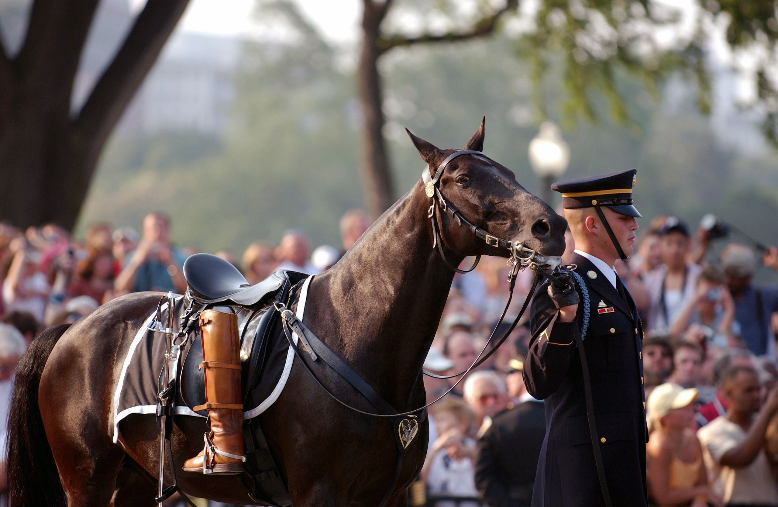 Riderless (caparisoned) horse being led by soldier during state funeral