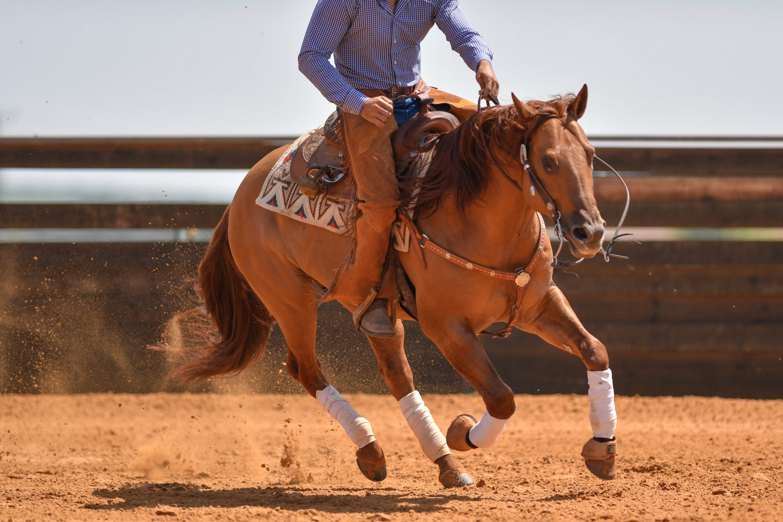 The front view of a rider in jeans, cowboy chaps and checkered shirt on a reining horse galloping in the red clay an arena