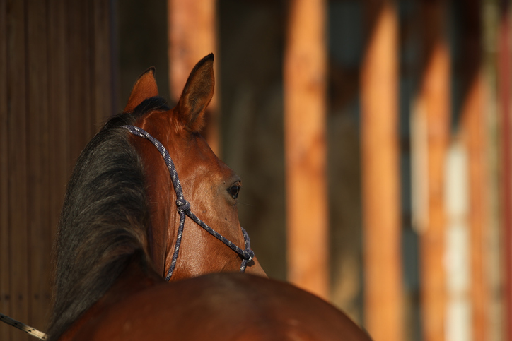 Bay horse in rope halter turned away from viewer but cocking one ear