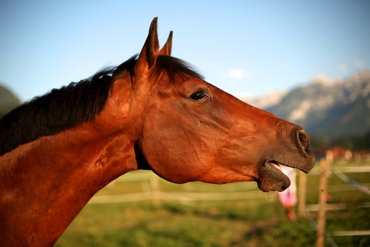 A bright bay horse whinnying or neighing in a pastoral setting