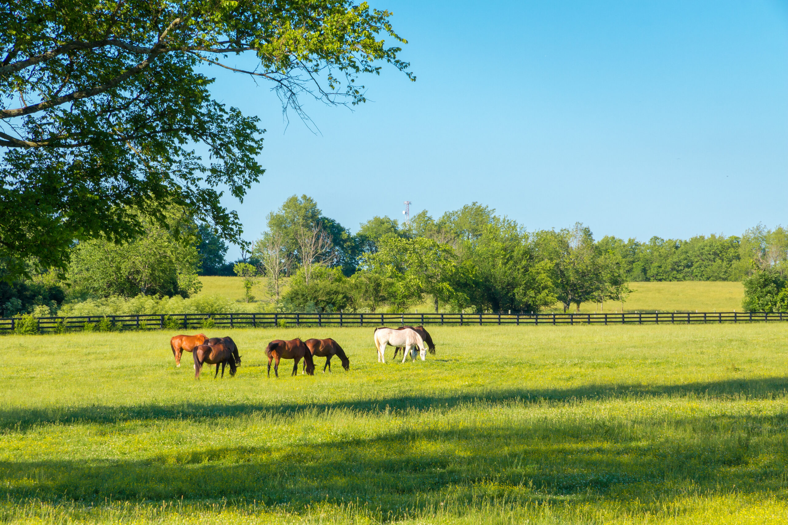 Horses at green pastures of horse farms