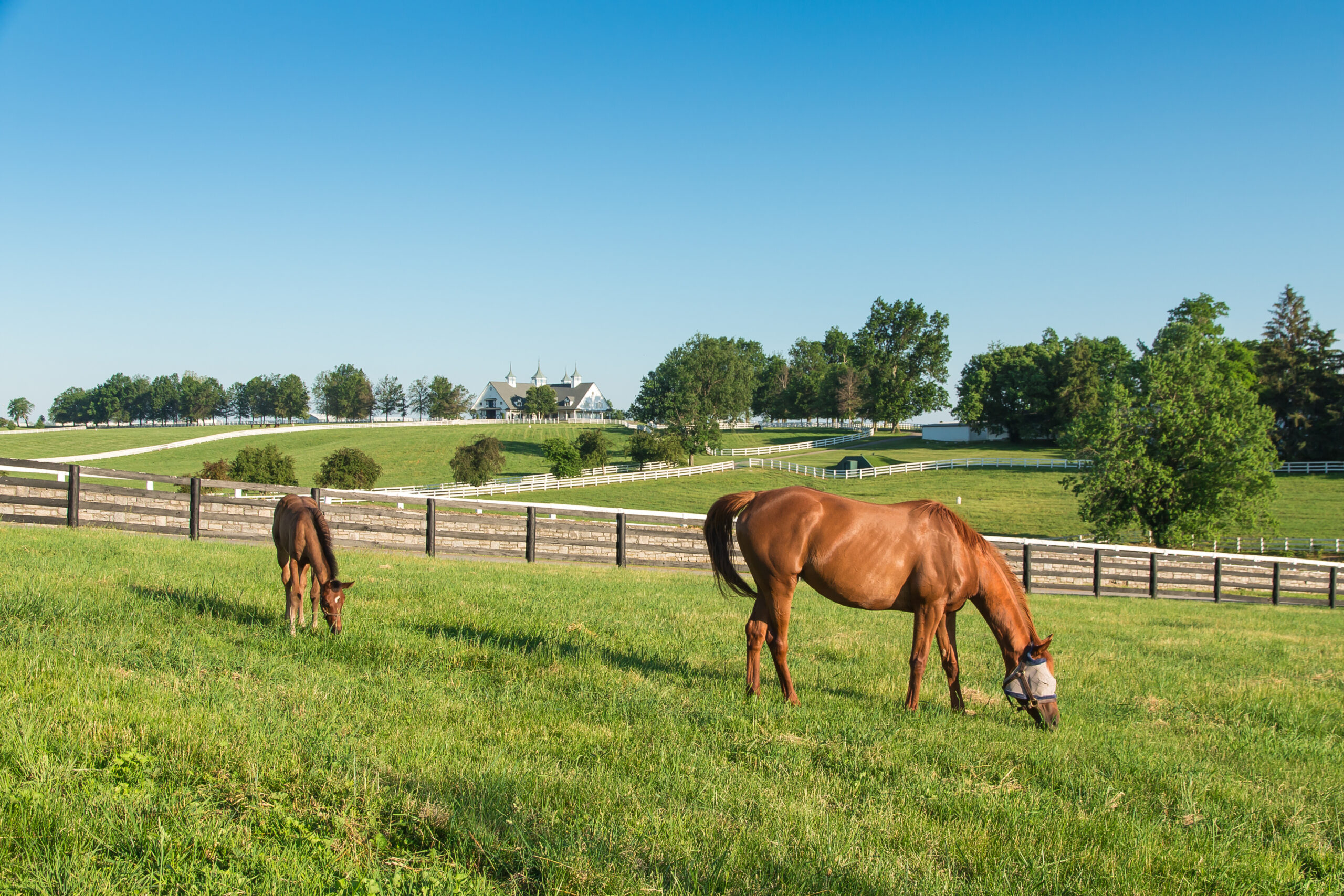 Horses at horse farm. Country landscape