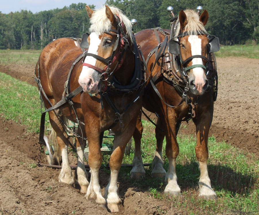 Two chestnut draft horses with blaze faces and white legs stand in harness in a field