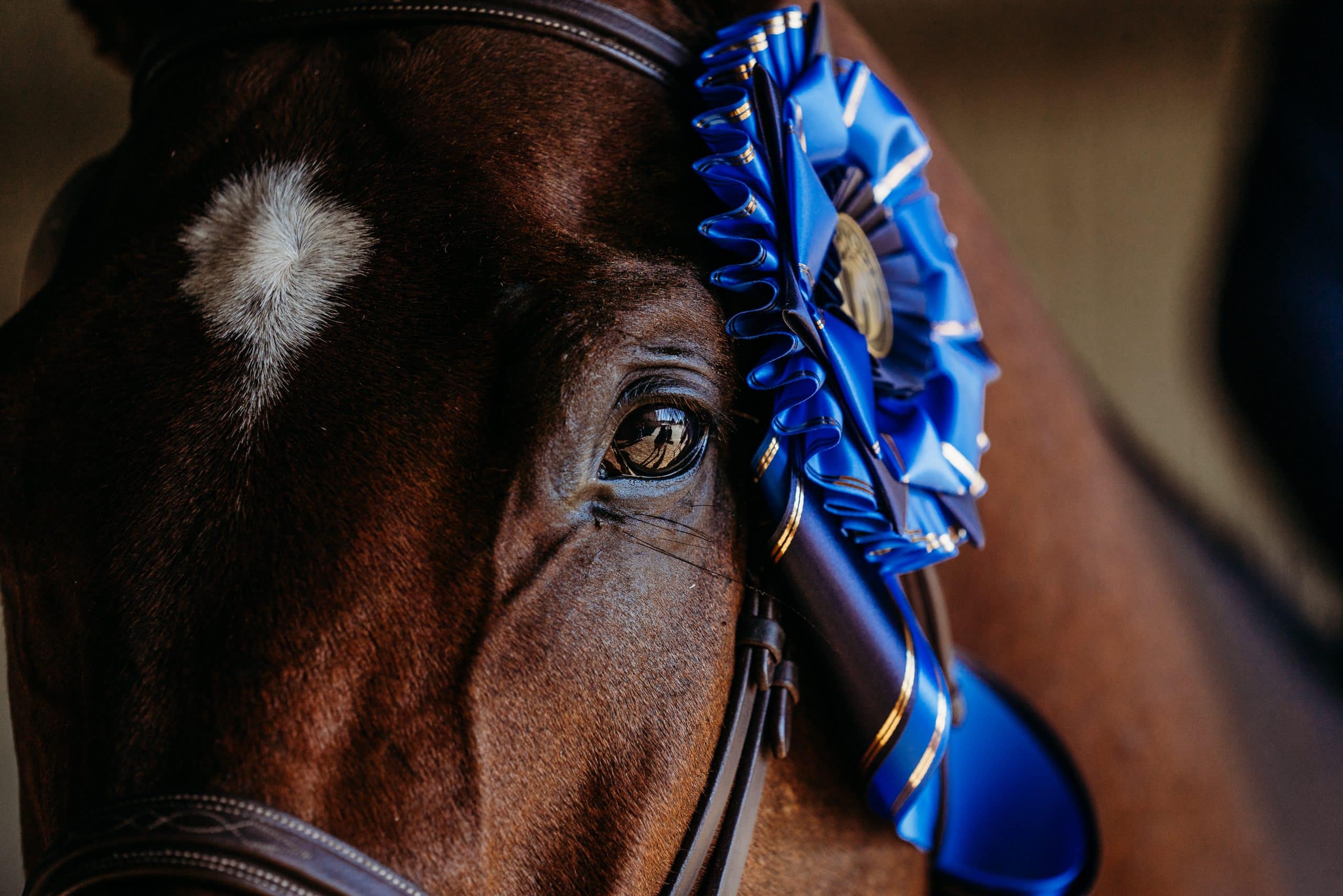 Closeup of a dark brown horse's face with a blue ribbon on his bridle and a white star on his forehead