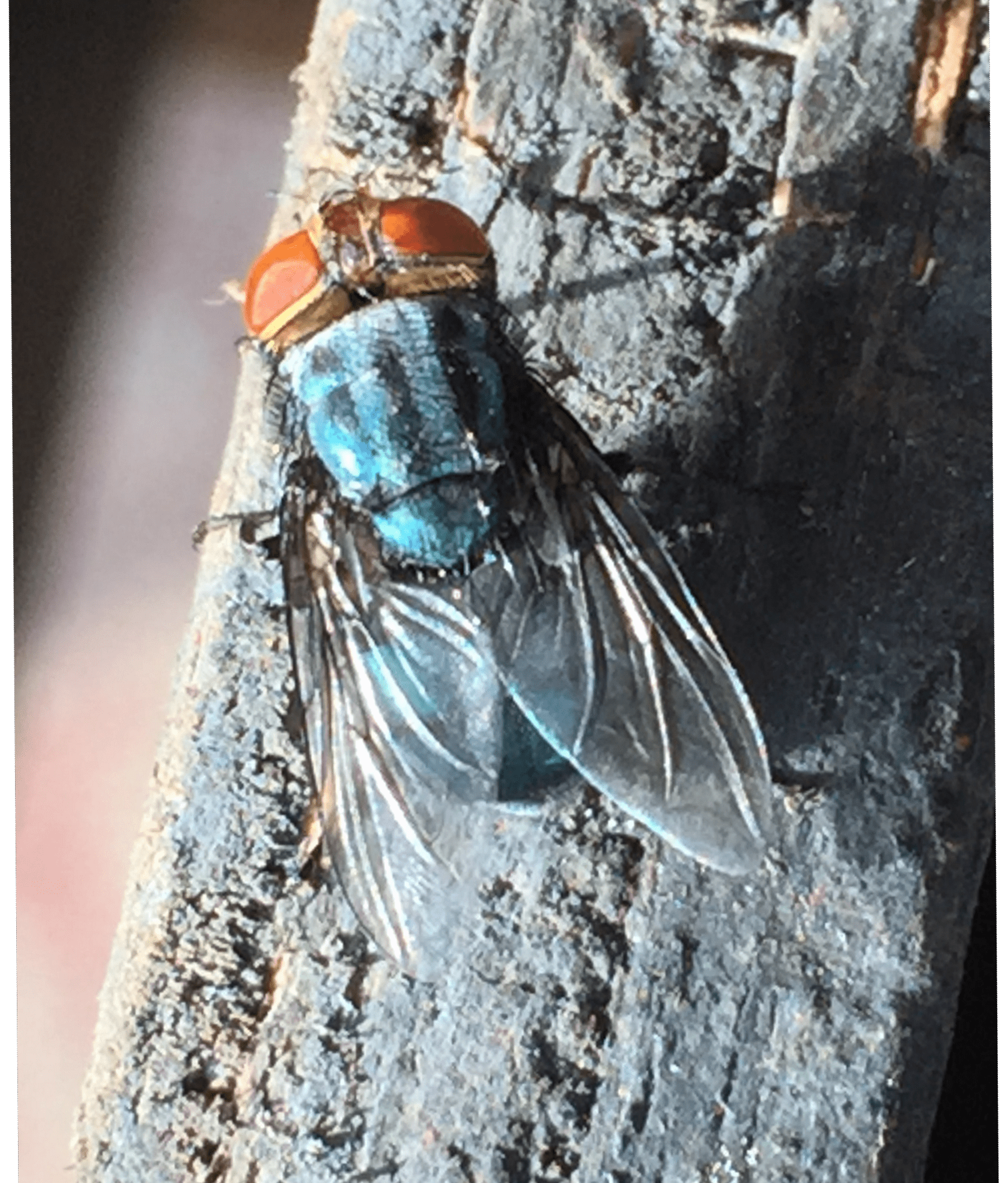New World screwworm fly on piece of wood
