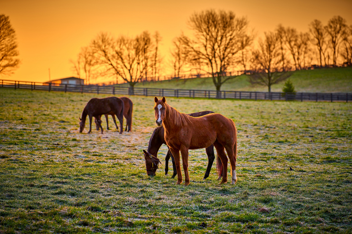 Horses standing and grazing in field at sunrise
