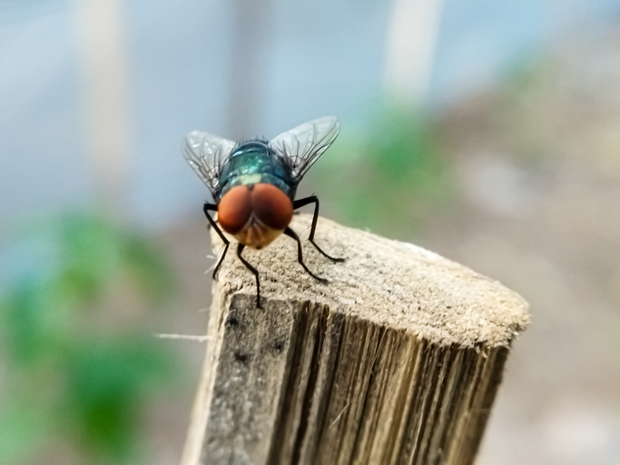 Photo of New World screwwom fly on woodnan post