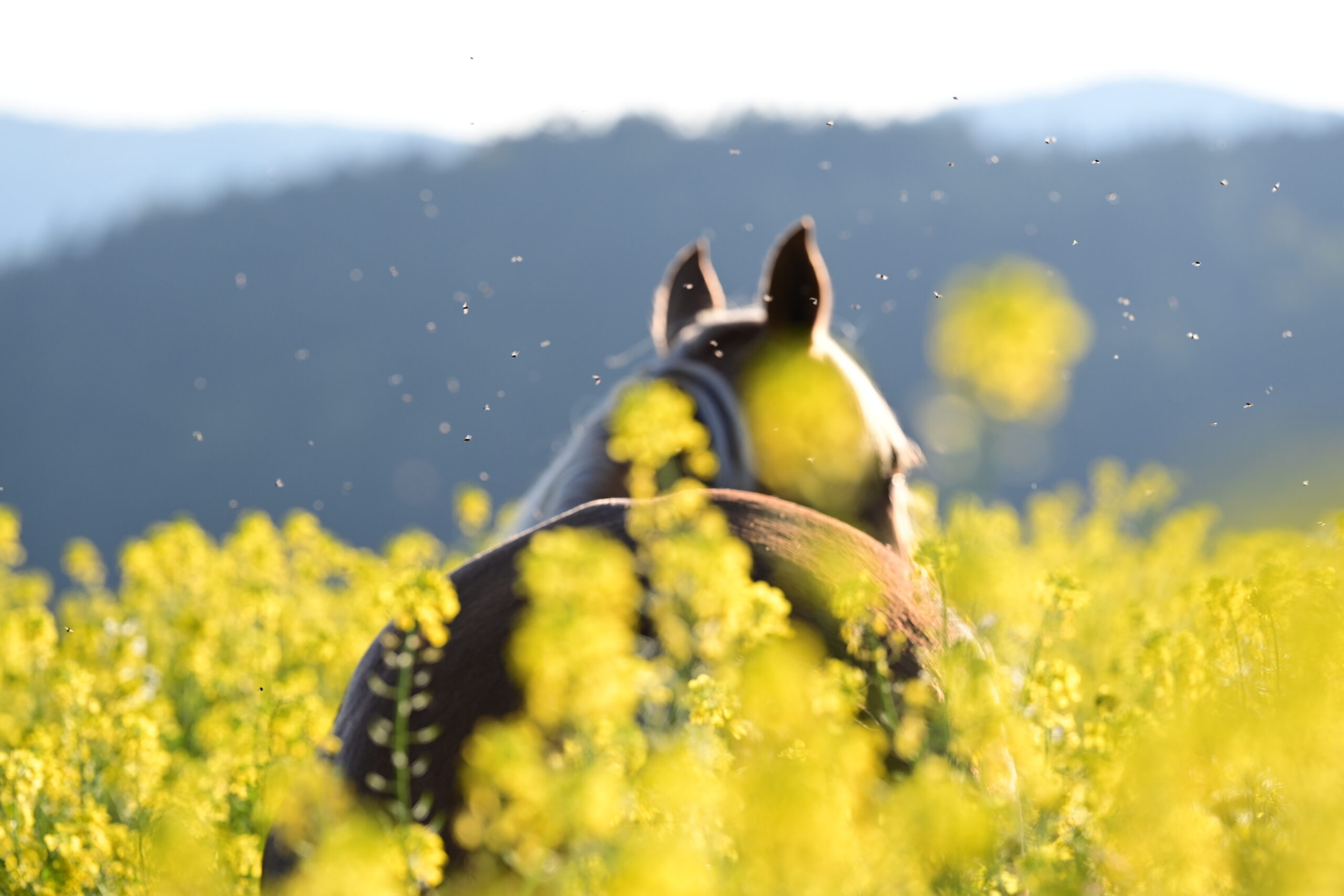 Insektenplage. Schönes Pferd frei zwischen gelben Blumen auf einer Wiese wird von Insekten attackiert