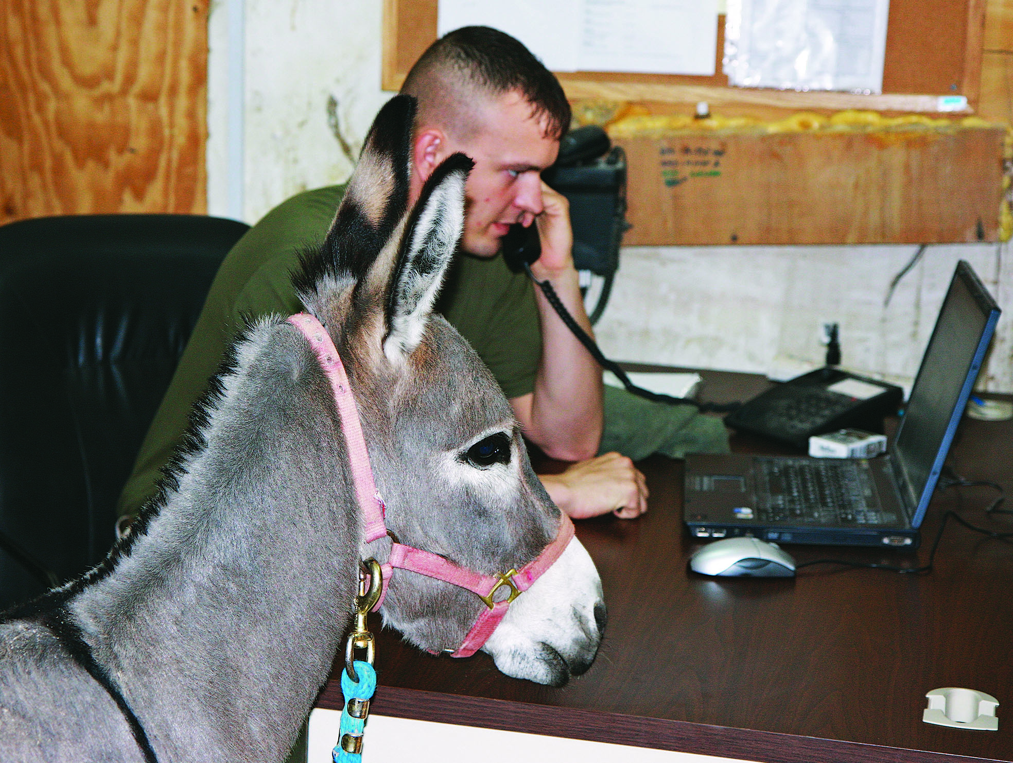 A donkey visits a soldier who's on the phone at his desk on a Marine base