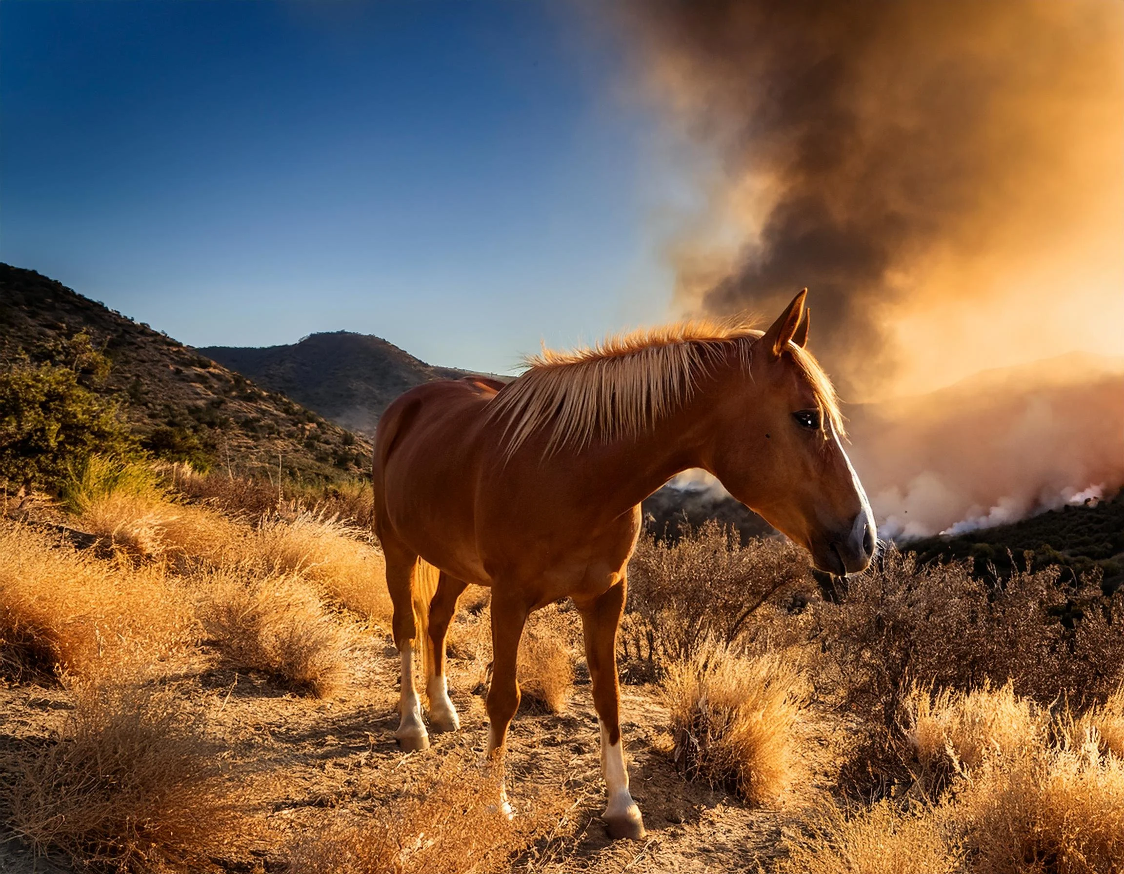 Chestnut horse stands in foreground with wildfire burning in distant background