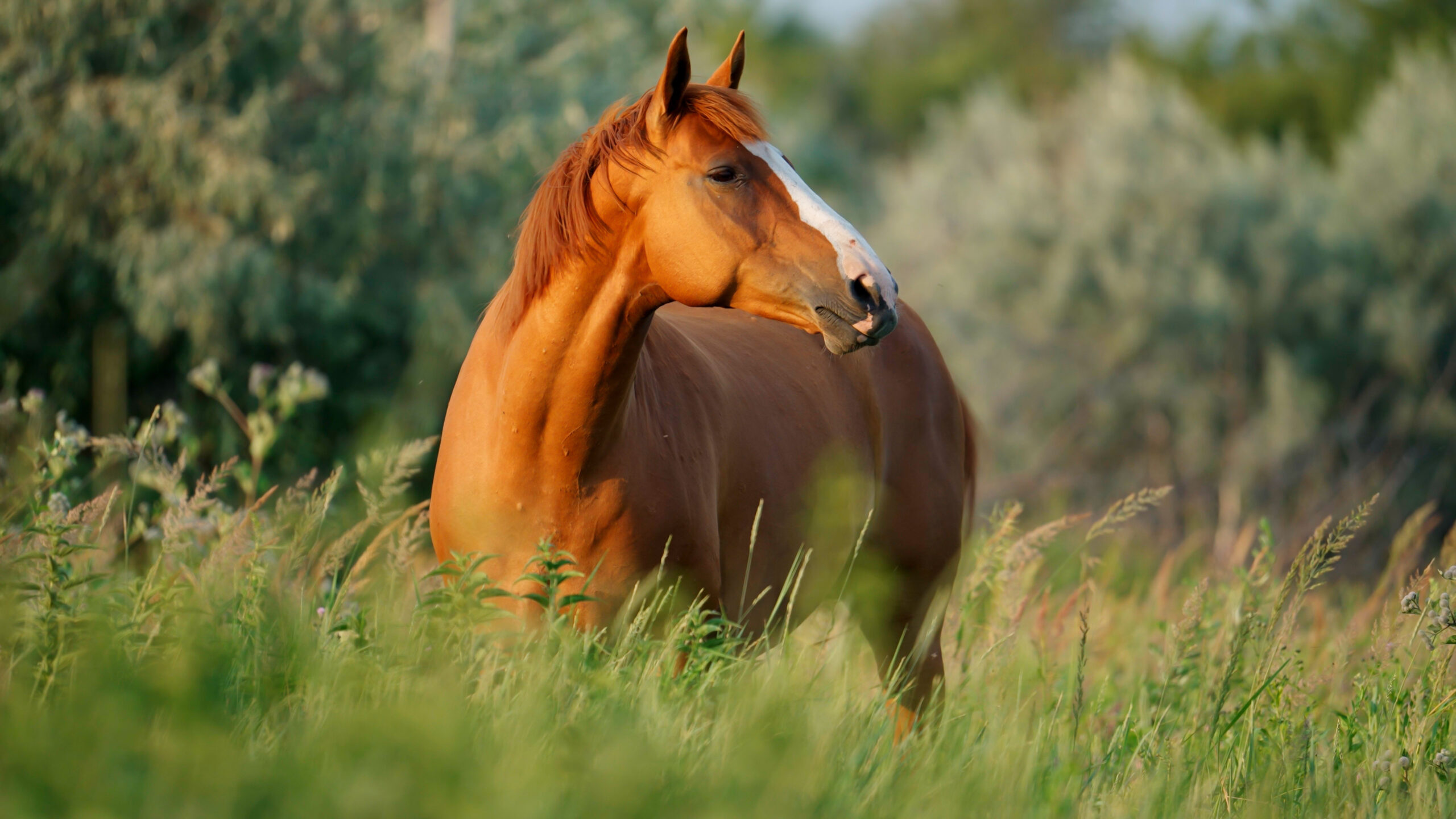 A chestnut horse with a blaze face looks up from his grazing with tall grasses framing the foreground