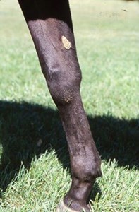 A horse's leg with botfly eggs on it 