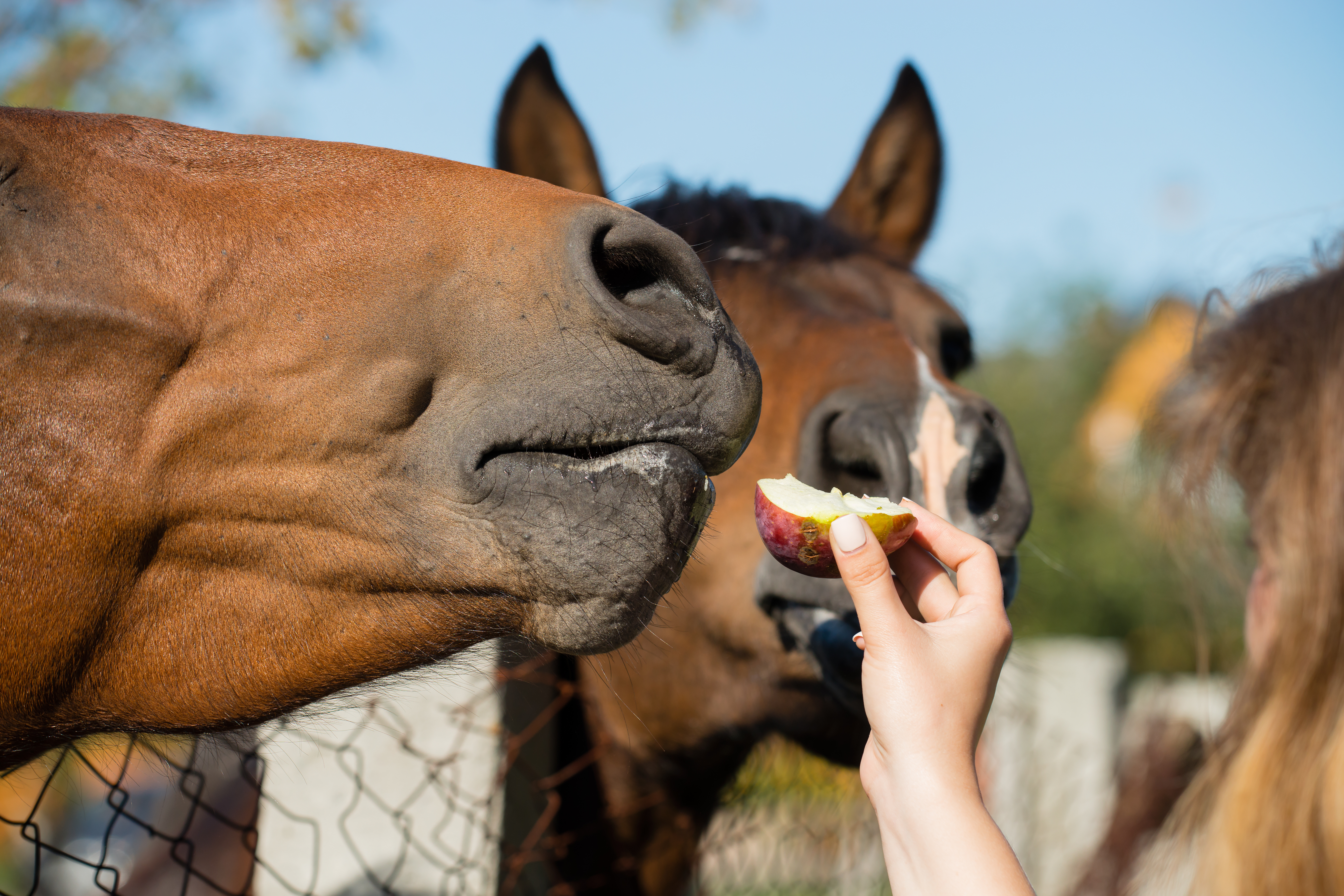 A woman feeding an apple slice to a horse over a fence. 