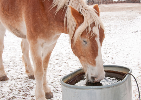 A draft horse drinking from a water trough in winter 
