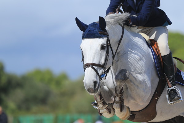 A grey showjumper clearing a fence.
