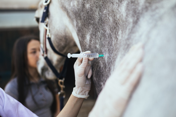 A veterinarian giving a grey horse an injection 