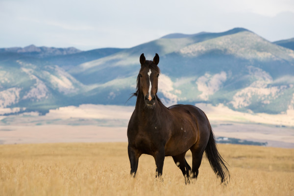 A Mustang standing near a mountain range 