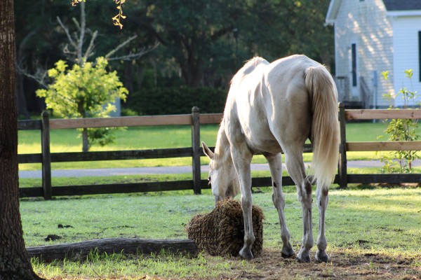 A thin horse eating from a bale of hay.