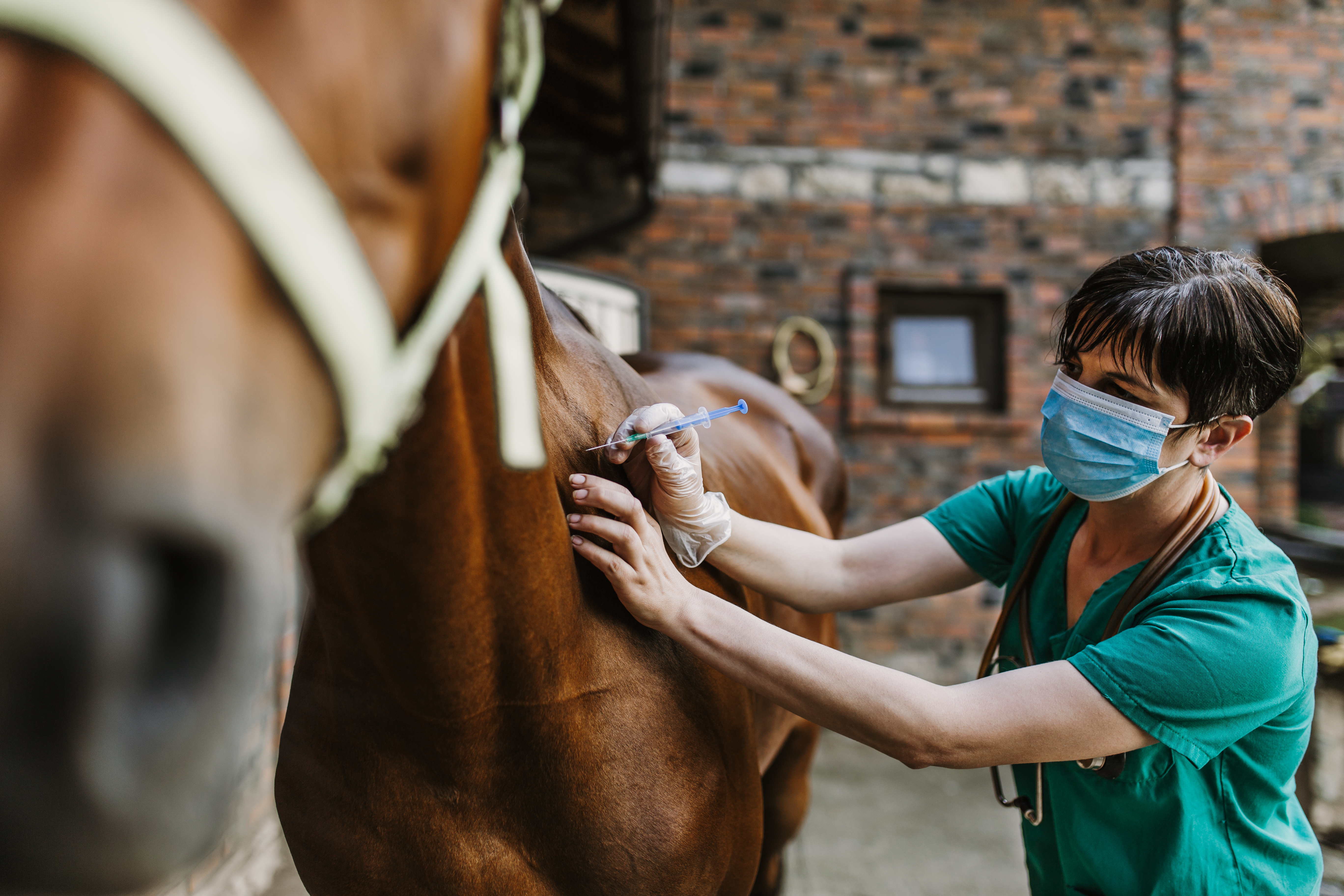 A veterinarian giving a horse a vaccination.
