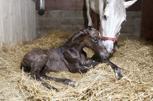 A mare nuzzling her brand-new foal in a stall filled with straw