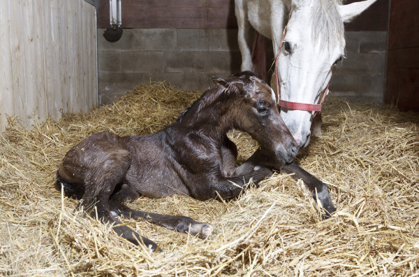 What Is Better For Dog Bedding Straw Or Hay