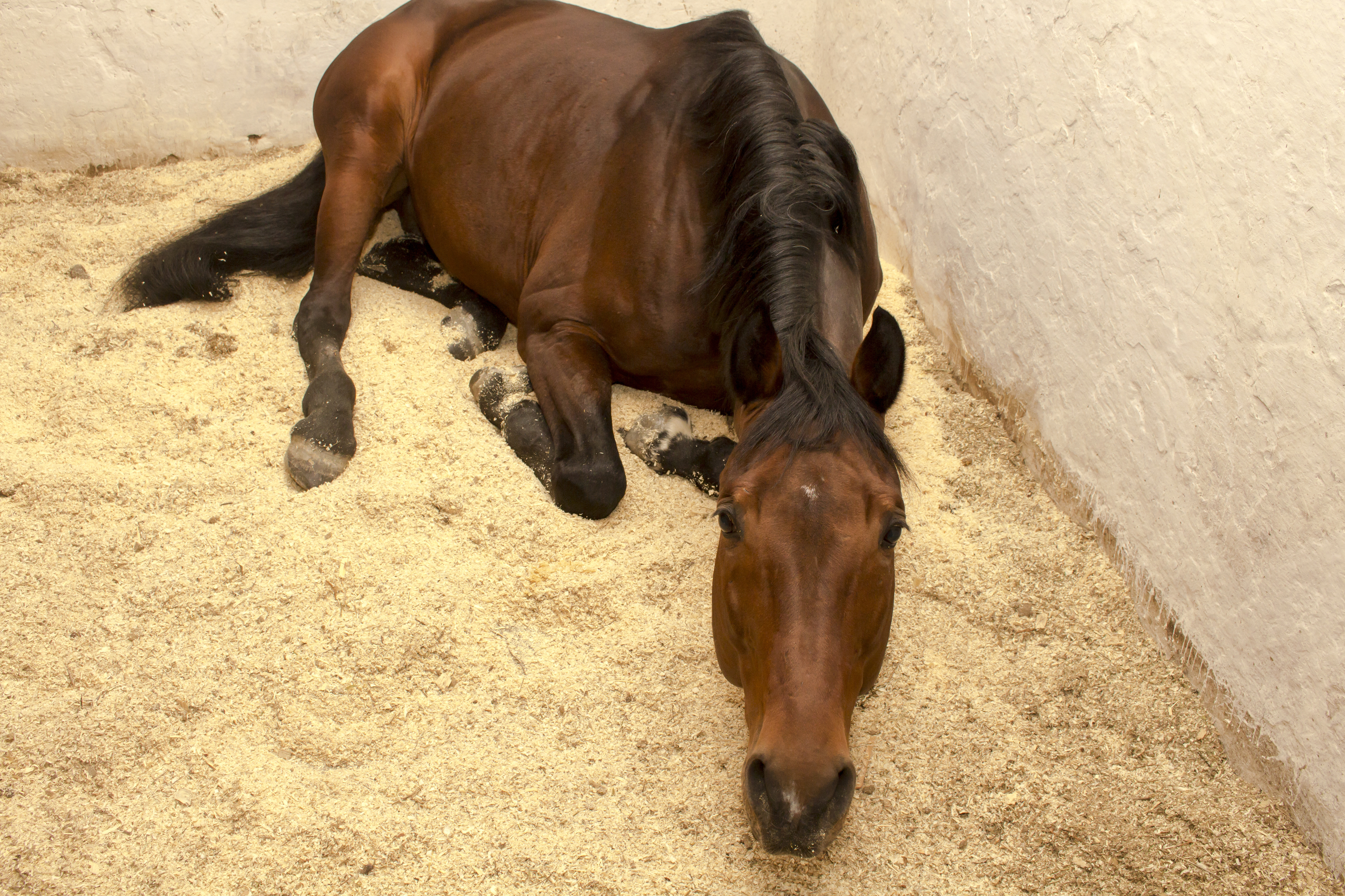 A horse lying in wood shavings bedding