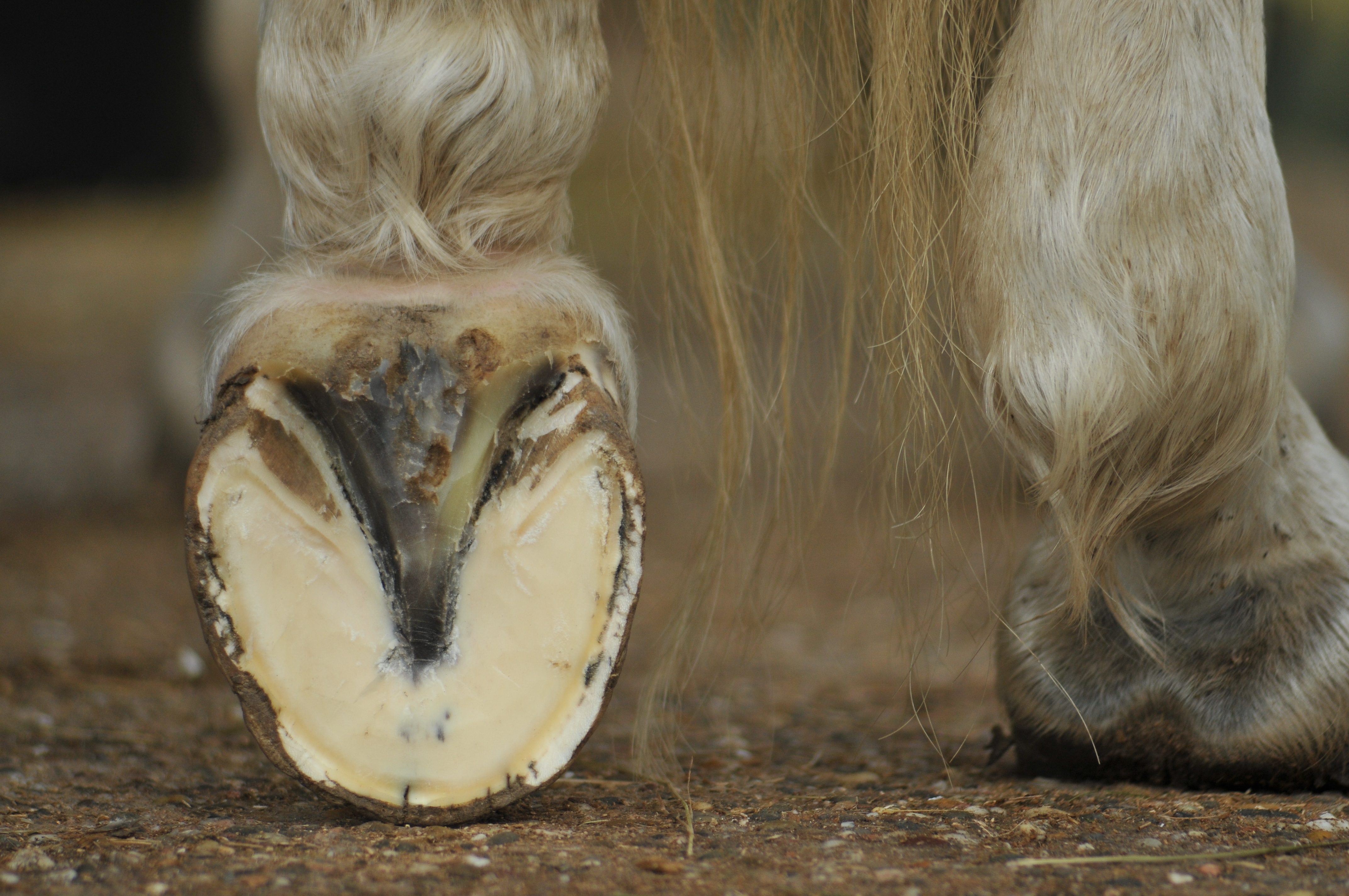 A horse standing with his hoof propped up on the toe, revealing it's sole. 