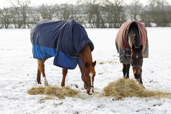 Two horses wearing blankets eating hay in a snowy field.