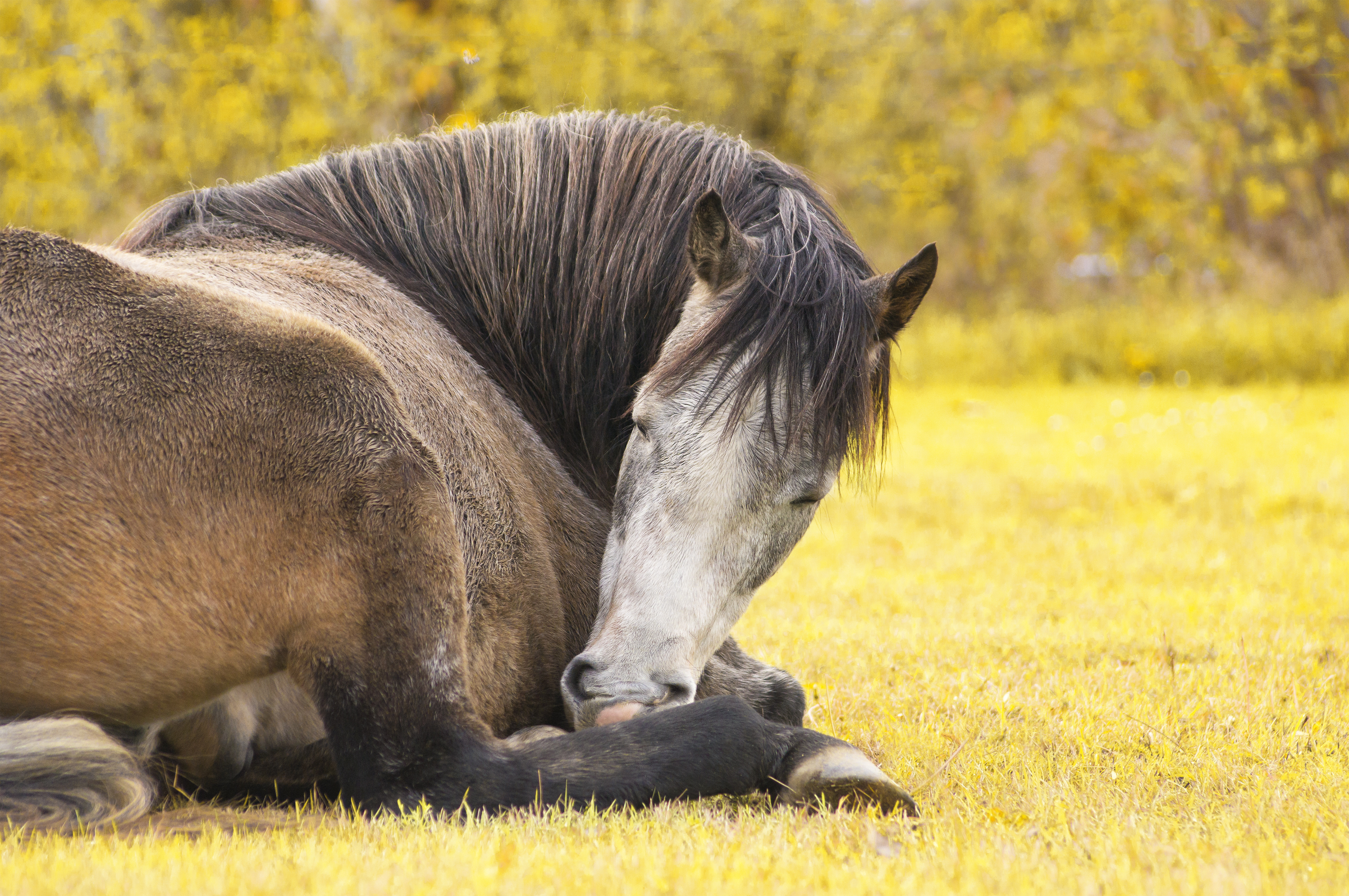 A horse asleep in a field.