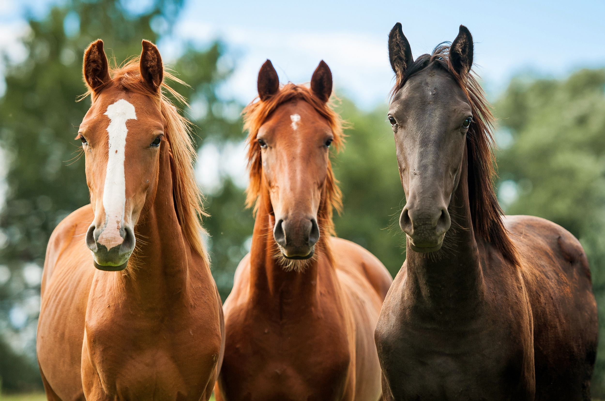 Three horses standing next to each other looking directly into the camera.