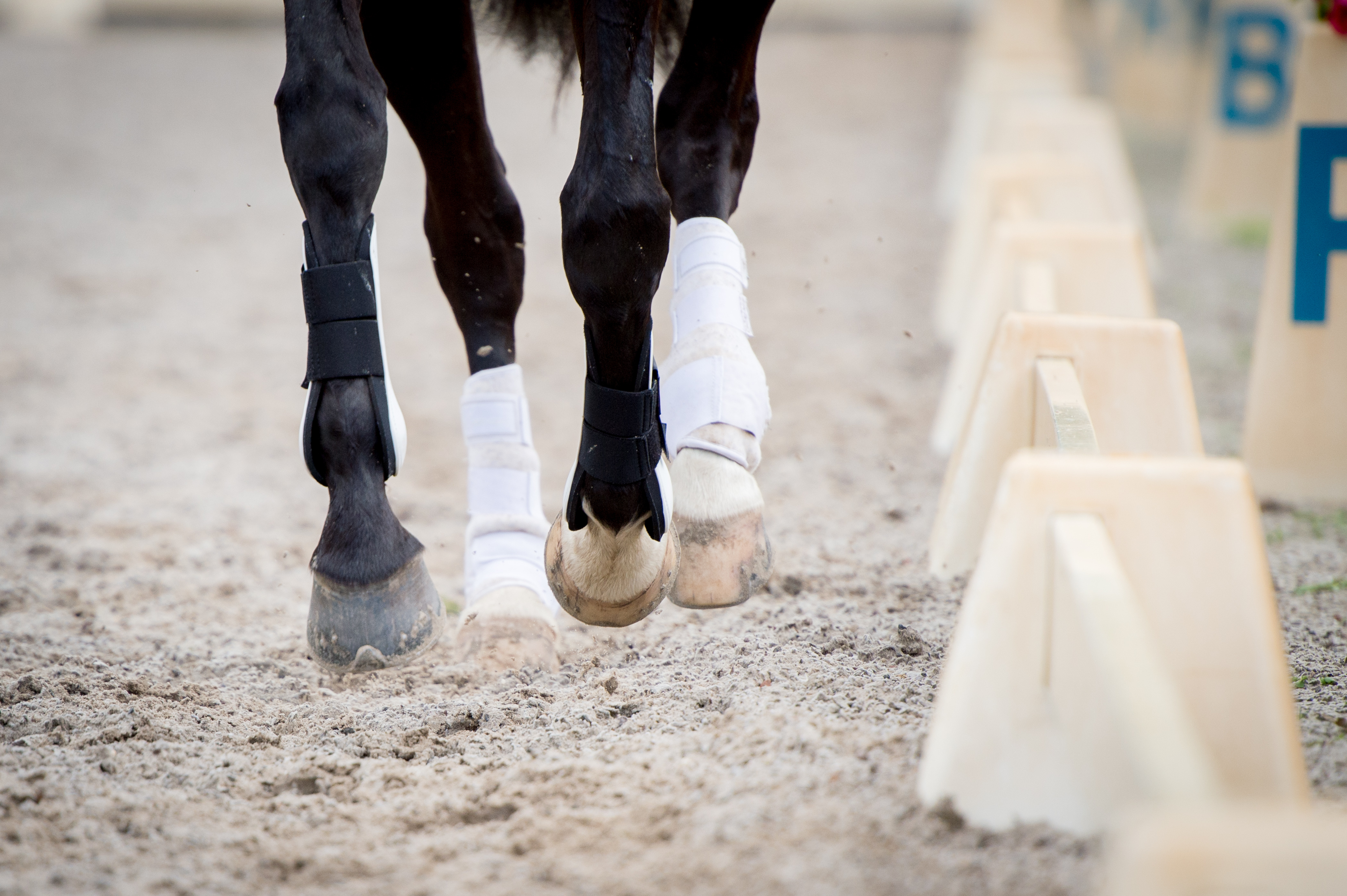 Close up of a horse's lower legs as he trots through a dressage arena. 