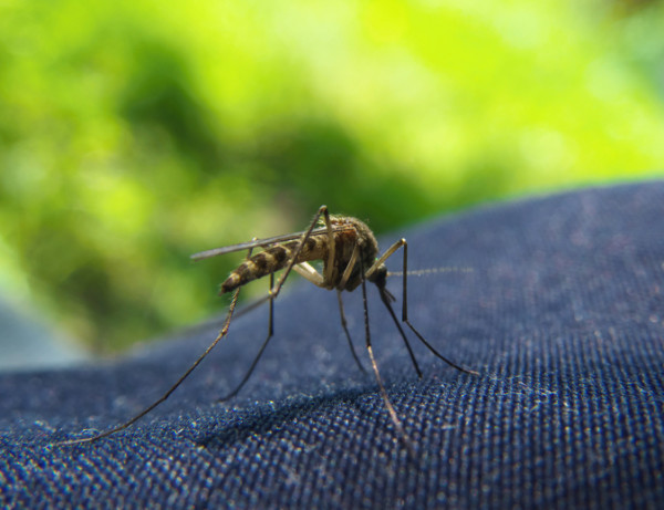 Boob Squishing A Fly - Man V Fly