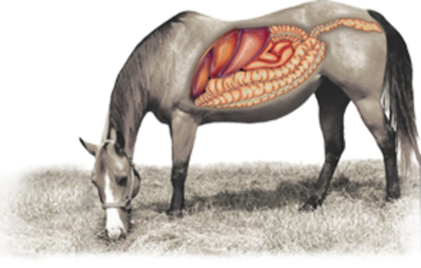 Graphic that depicts the internal digestive organs of a horse 