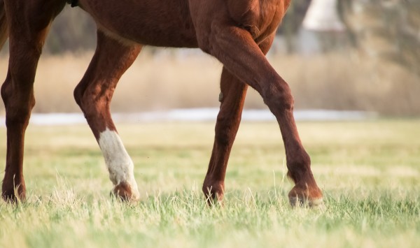 10 Ways To Support Your Horse's Joint Health