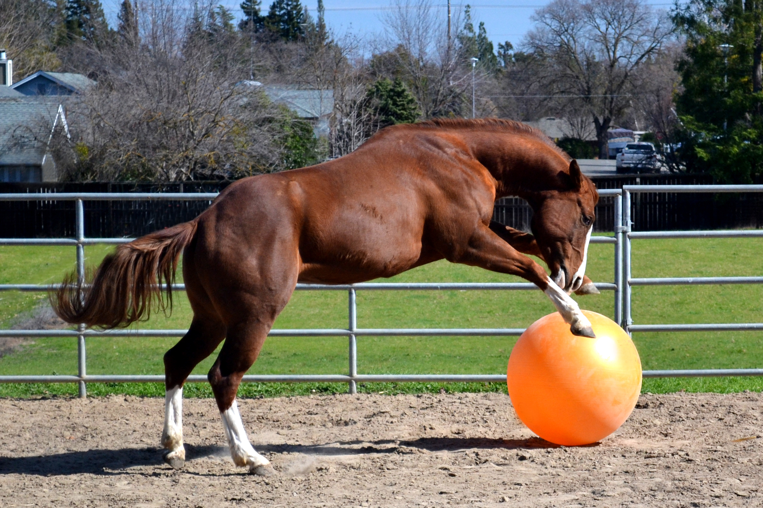 A horse playing with a large stall toy, a ball