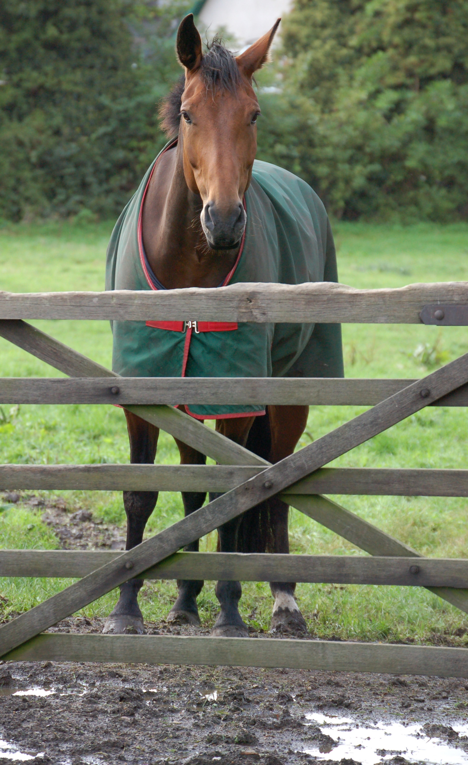 A horse standing on muddy ground looking over a gate