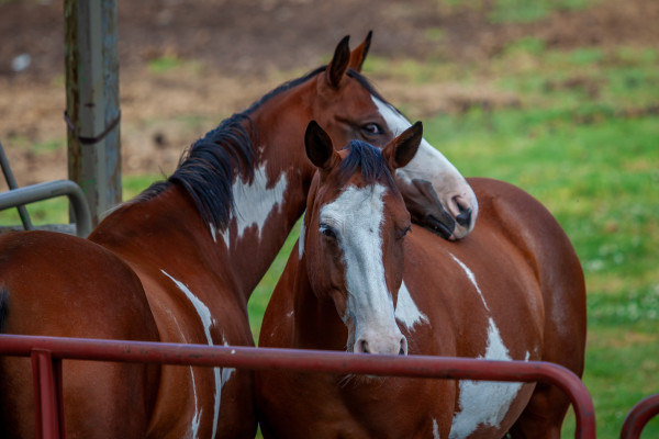Two pinto horses standing in a paddock. 
