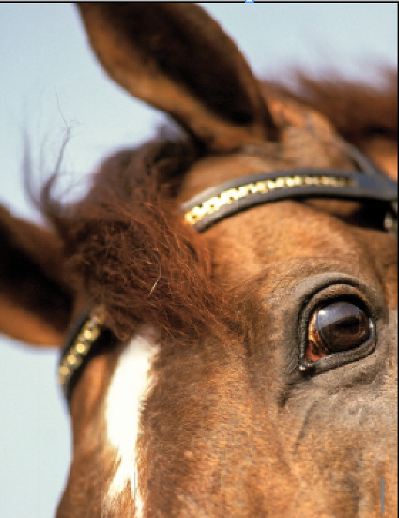 Close up of a horse with wide eyes, looking startled.