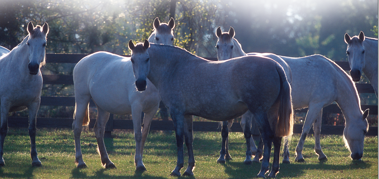 A herd of horses, standing in a field and looking at the camera 
