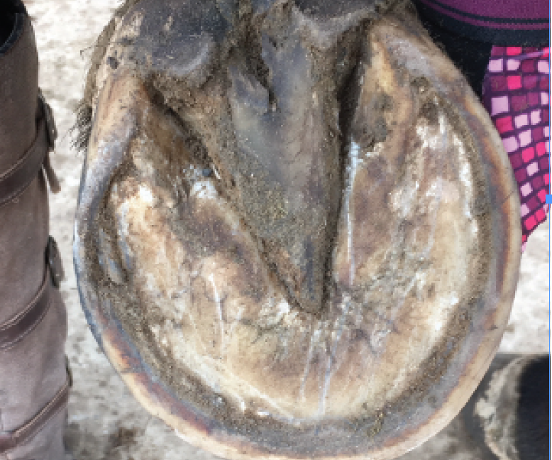 The bottom of a horse's hoof, with a red line visible along the edge of th wall. 
