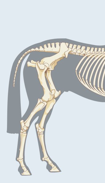 Anatomical drawing of a horse's stifle and hind leg