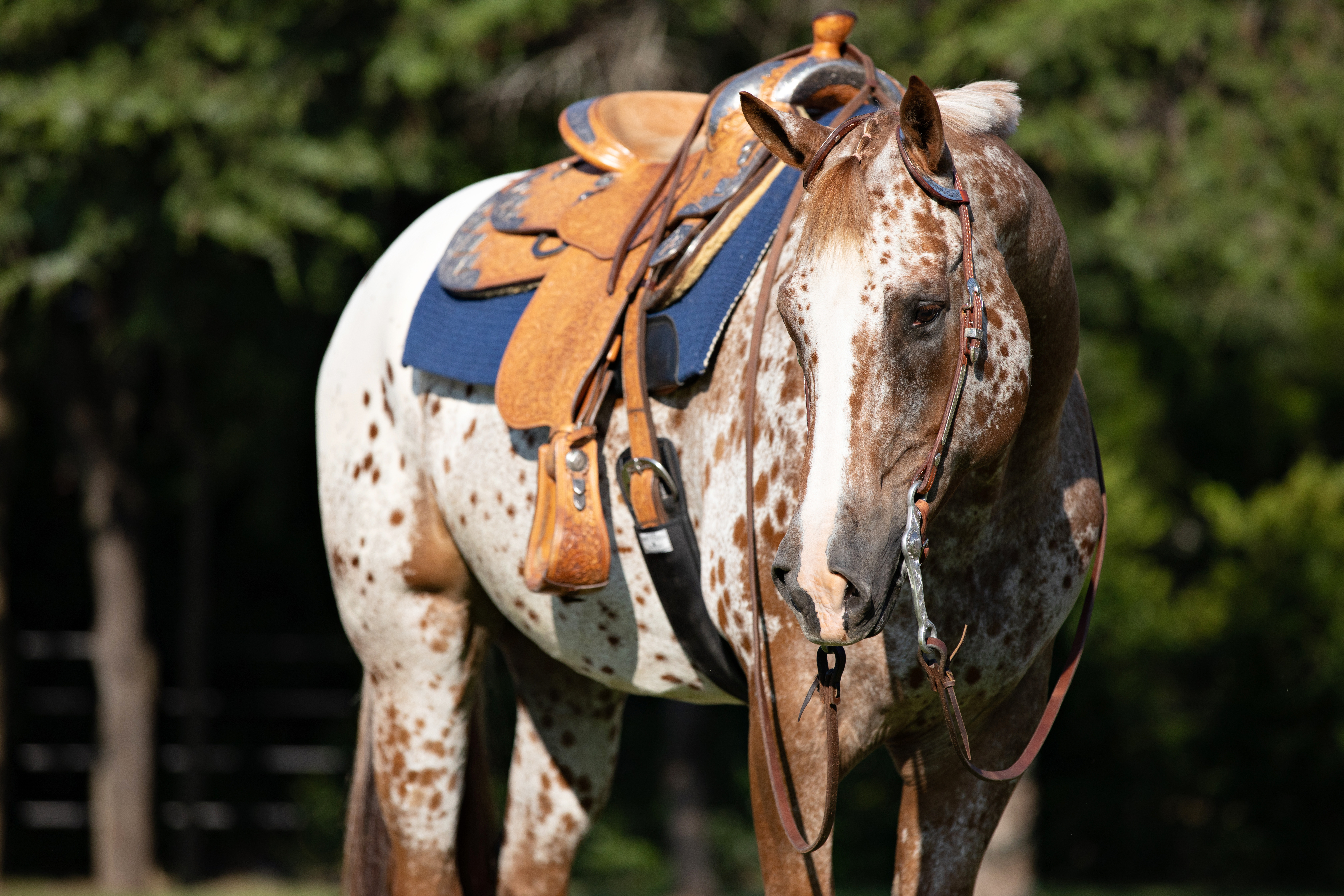An Appaloosa horse wearing a western saddle
