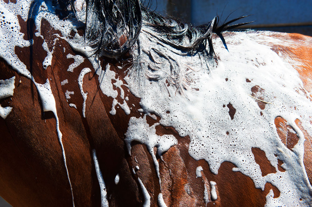 Close up of a horse's coat with soap suds on it. 