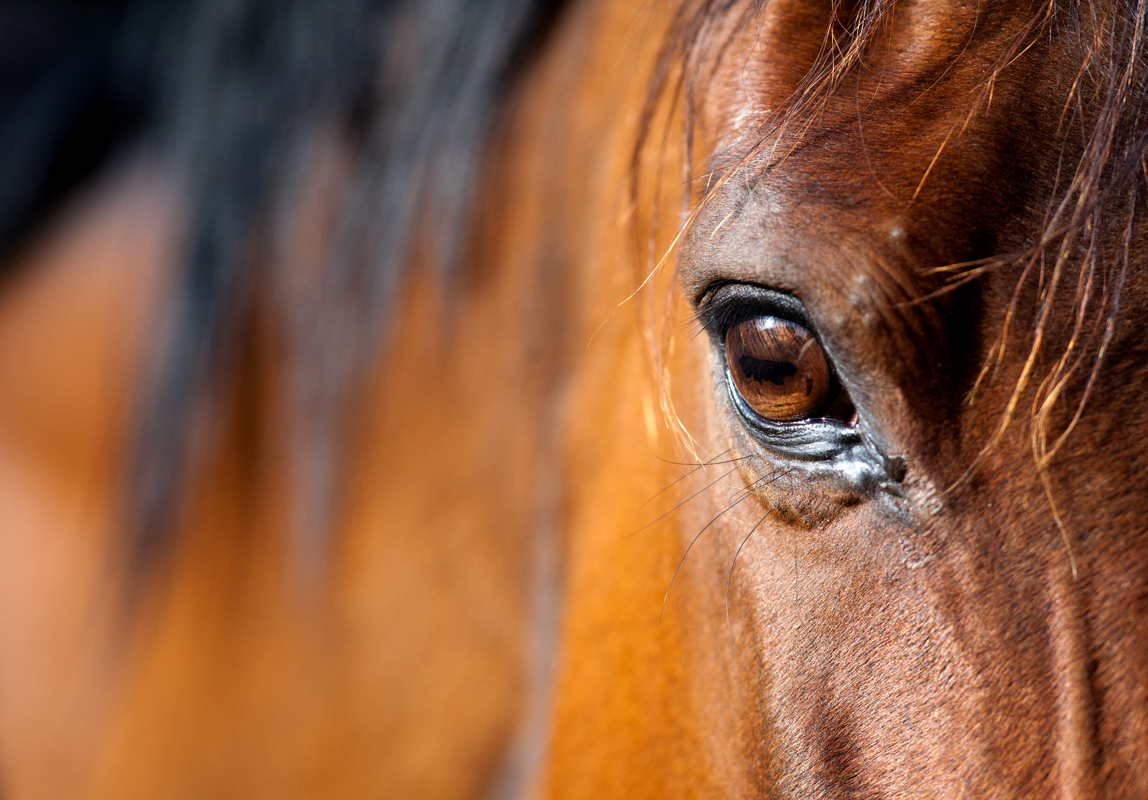 Close up of a brown horse's eye