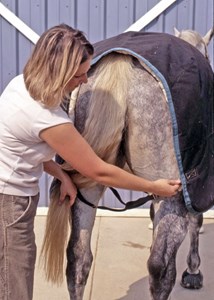 How to safely attach the leg straps on your horse's blanket. #tough1equine  #tough1tip #horses #barnowner #horseownertips, Tough1, Tough1 · Original  audio