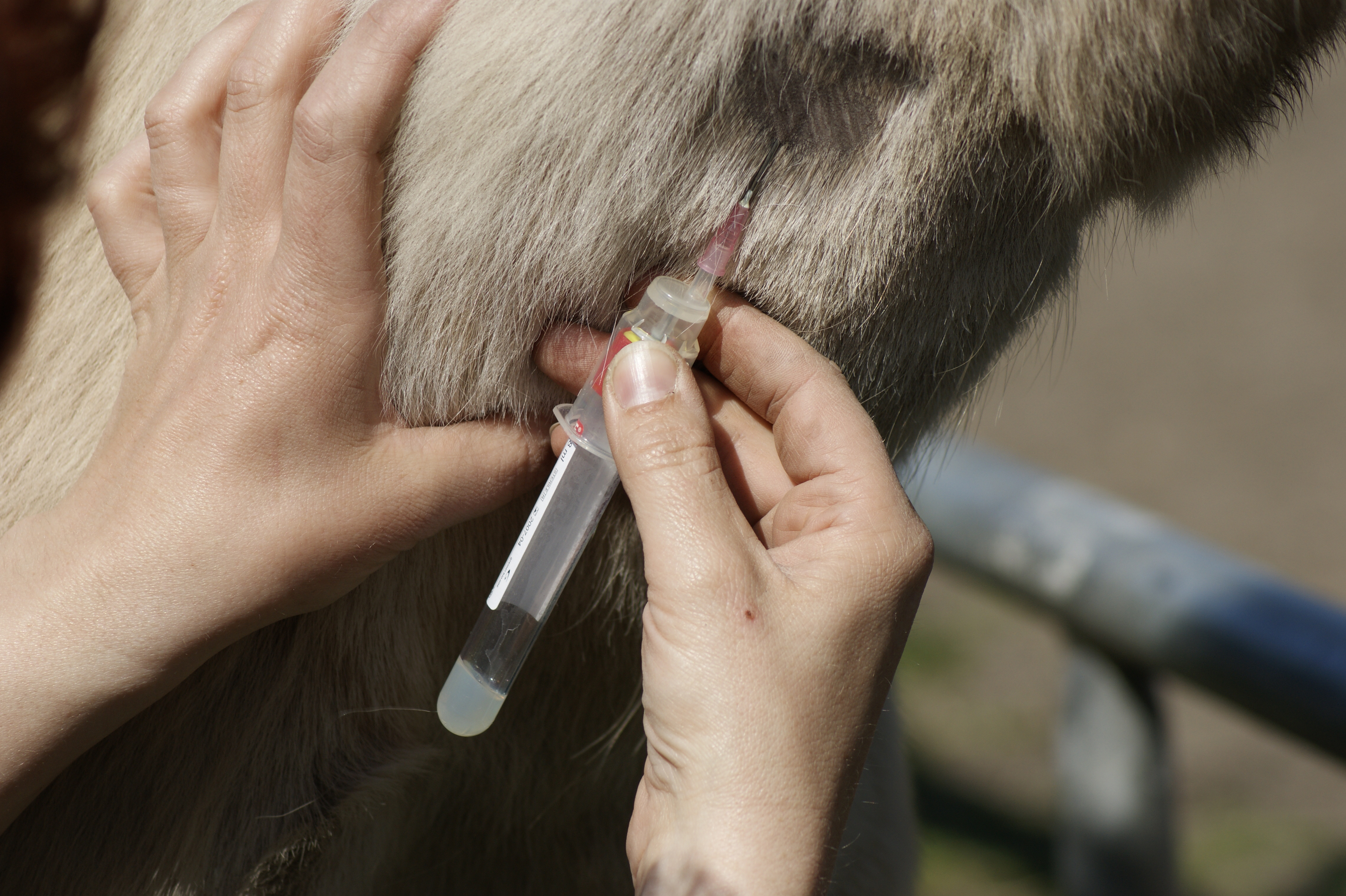 A close up of a horse having blood drawn from his jugular vein. 