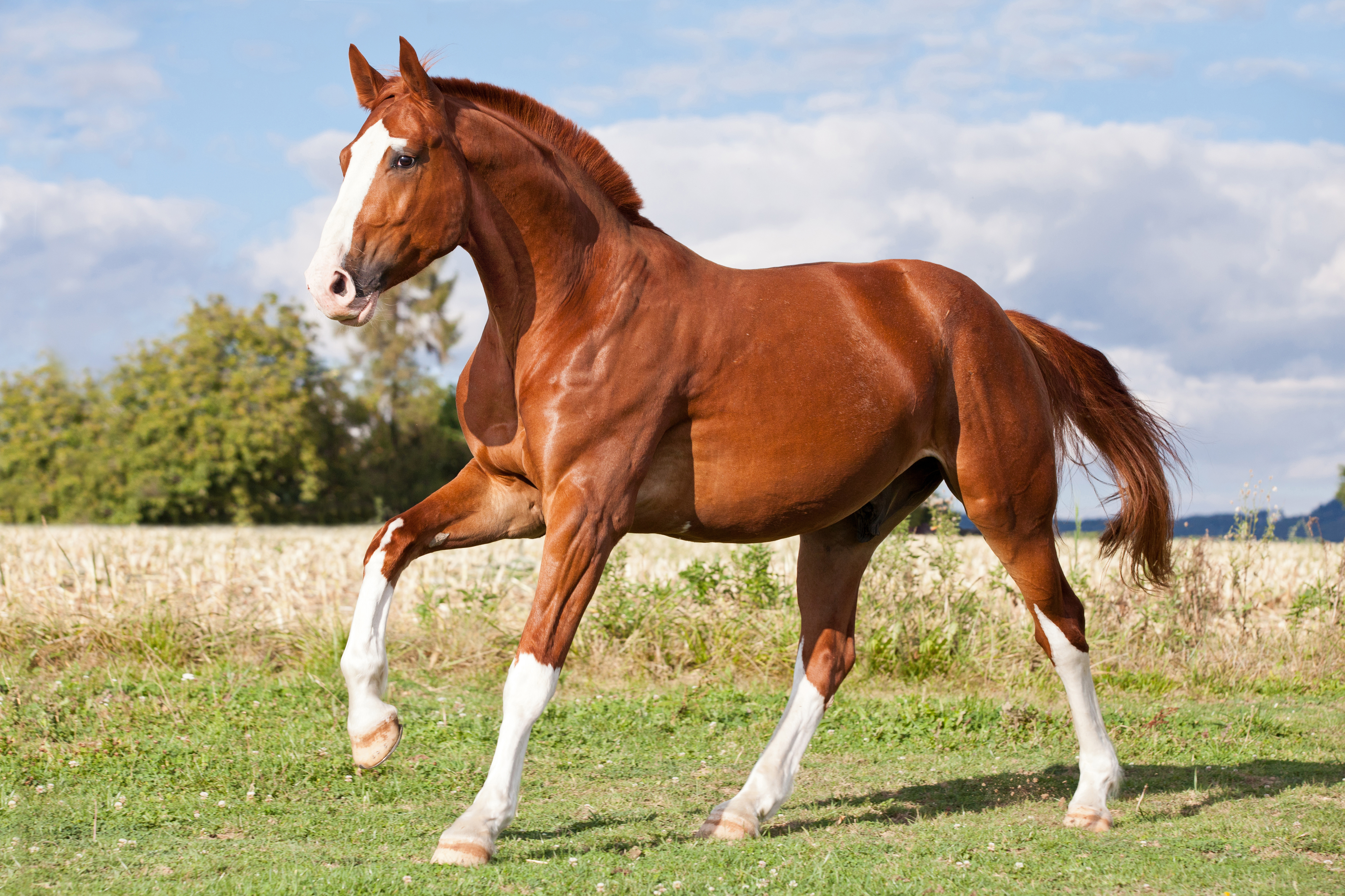 A chestnut horse with four white legs and a white blaze.
