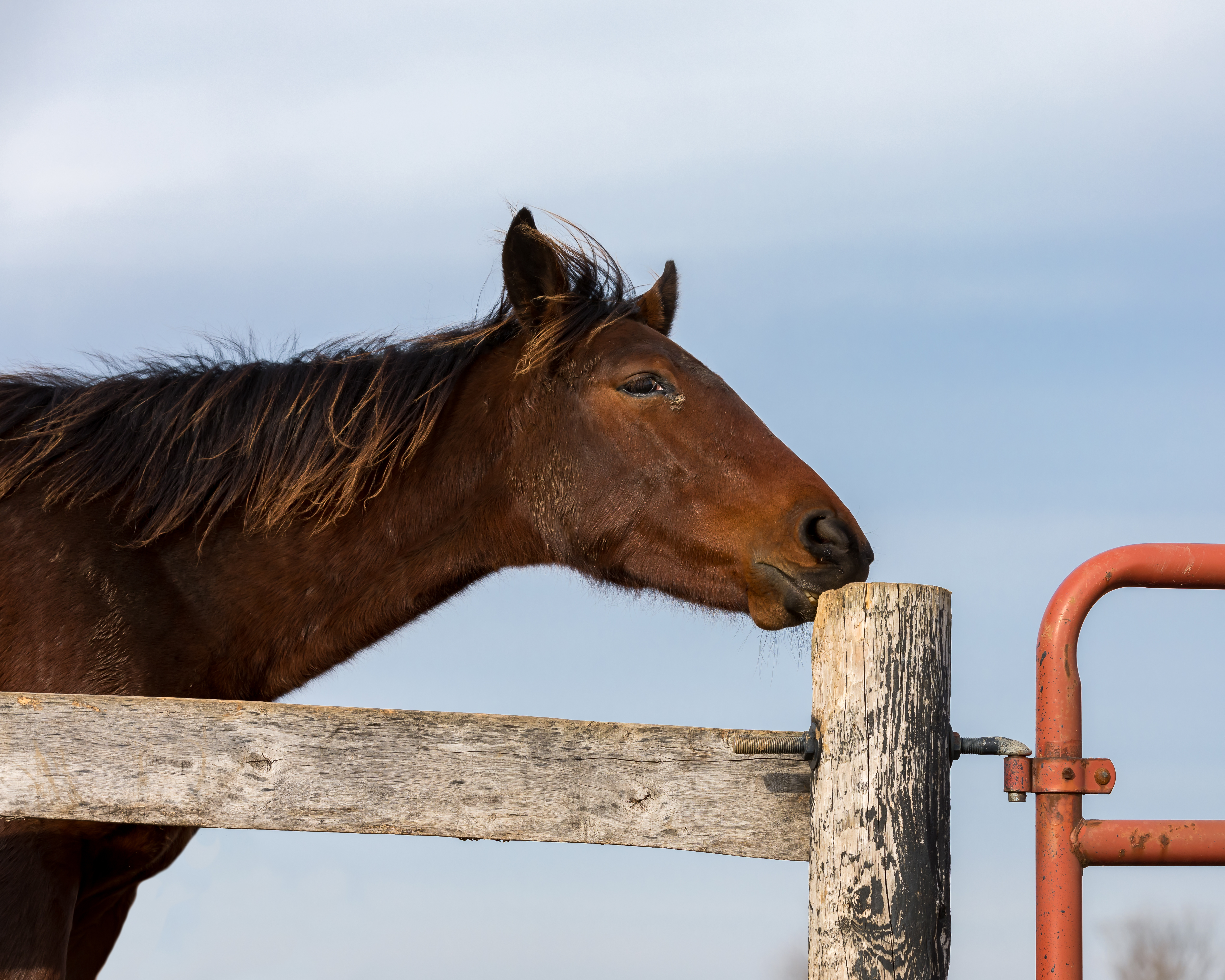 A brown horse chewing on a weood fence 