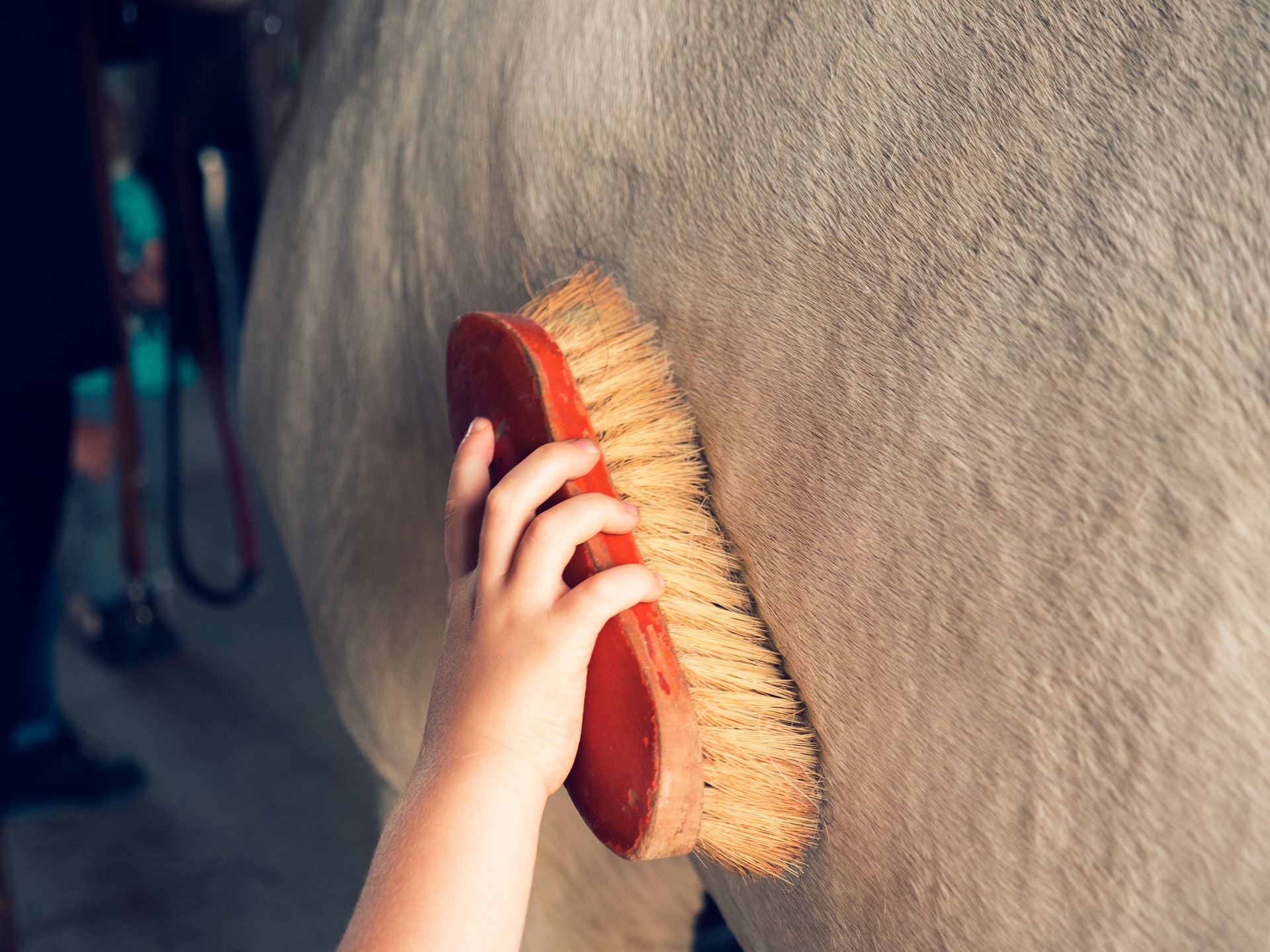 A woman's hand, holding a brush and brushing a horse. 
