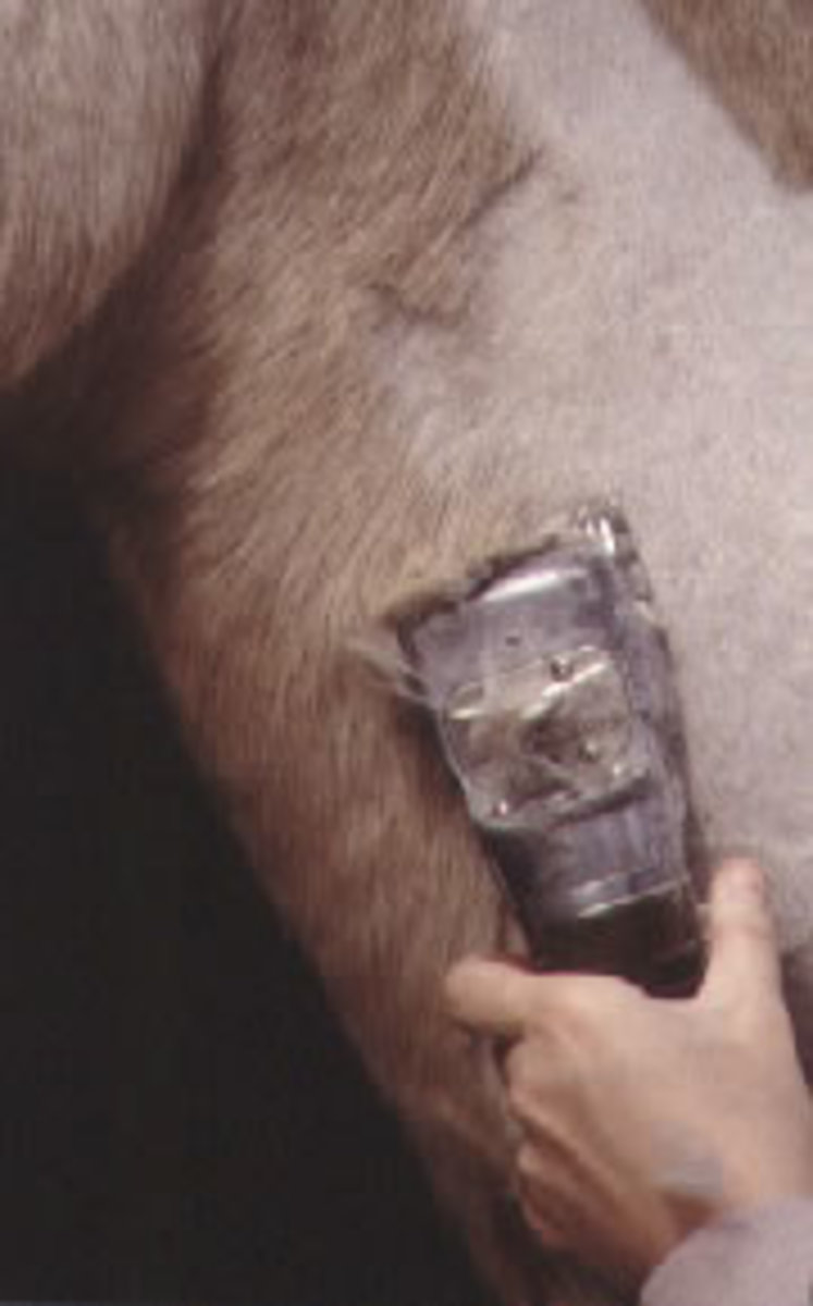 Close up of a person using clippers on a horse's neck. 